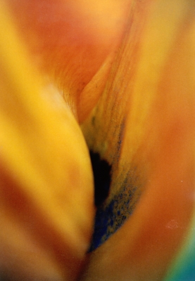 Auflösung: Tulpe