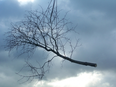 fliegender Baum