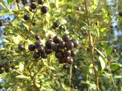 Schwarze Beeren II