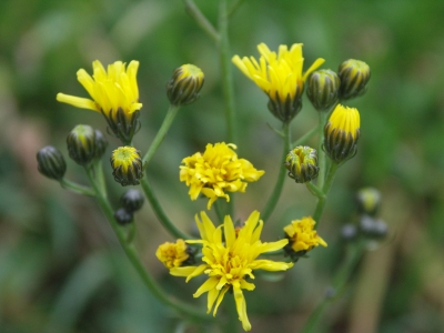 Gelbe Blüten