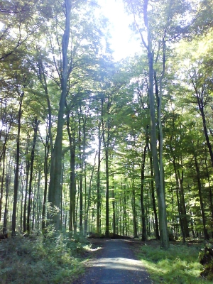 in Wald 2