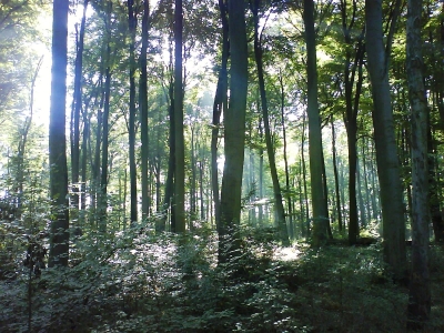 im Wald 3