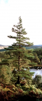 scots pine
