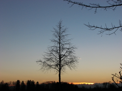 Baum bei Sonnenaufgang