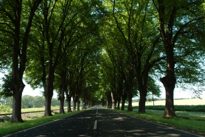 sprisi003 Allee