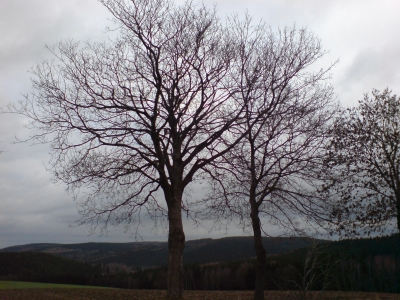 Baumpaar im Erzgebirge