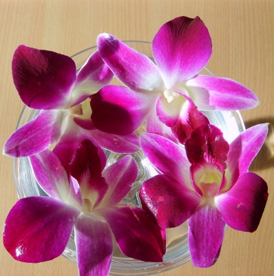 Orchideen