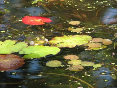 Blätter und Frosch