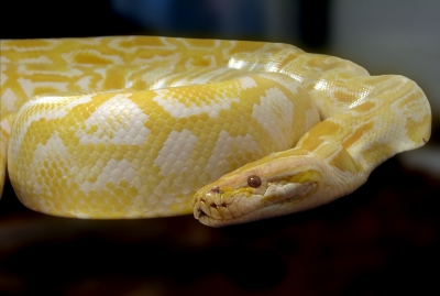 Albino-Python