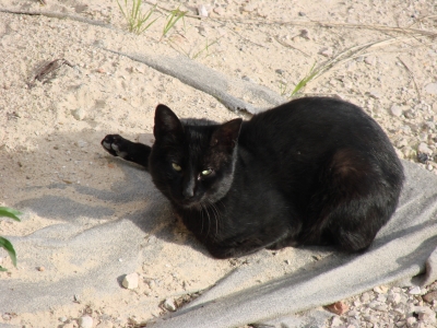 Einfach eine schwarze Katze