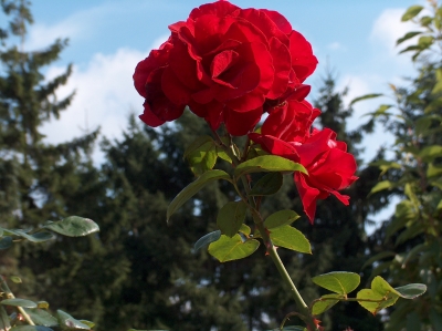 Rote Königin der Blumen