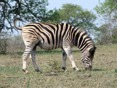 Zebra