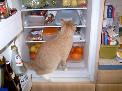 Jonny "im" Kühlschrank