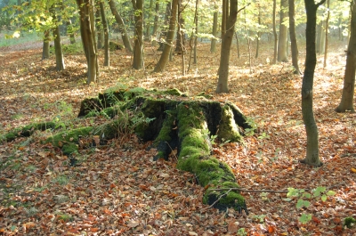 Waldspaziergang