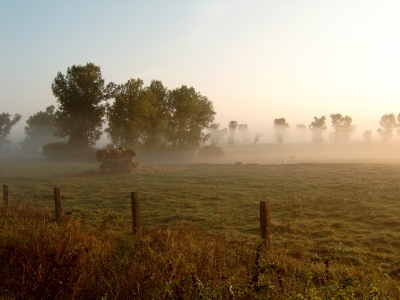 morgennebel