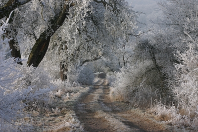 Feldweg im Saarland (Winter)
