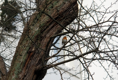 Rotkehlchen im Januar