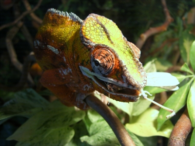 panther chameleon02
