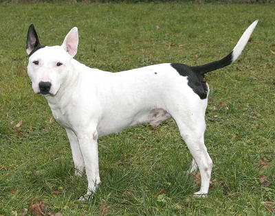 Bull Terrier