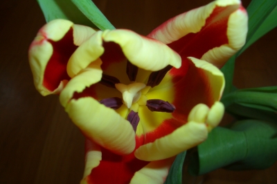 Tulipa