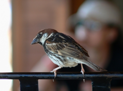 ...süßer Spatz !