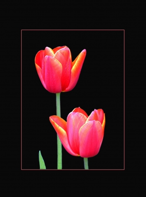Tulpen auf schwarz