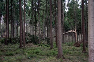 Waldspaziergang Bild 2
