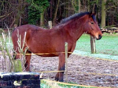 Ein stolzer Kerl!