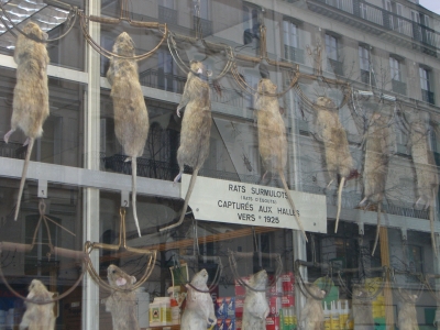 Ein Fenster voller Ratten