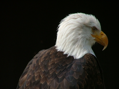 Seeadler