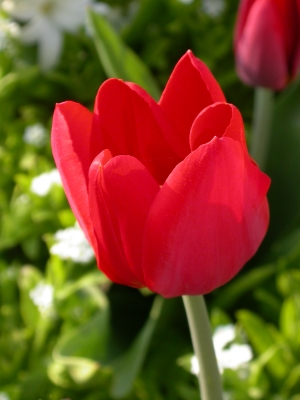 Rote Tulpe