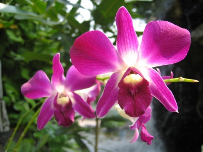 Orchidee