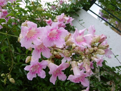 Blütentraum - Traumblüten