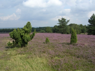 Lüneburger Heide bei Schneverdingen