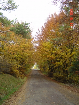 Allee im Herbst