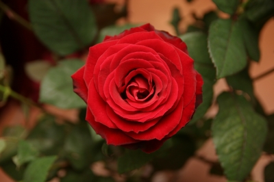 Baccara Rose