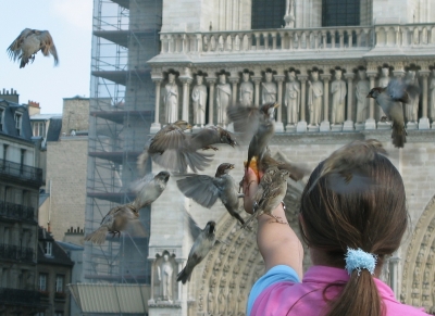 Vogelfütterung in Paris
