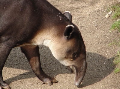 Tapir #2