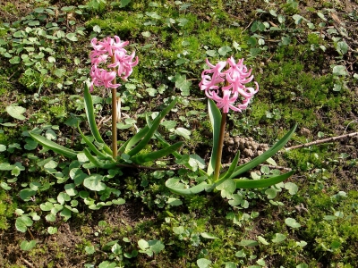 Hyacinthus Duo