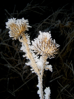 winterdistel1