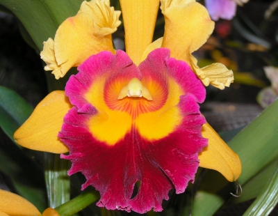 orchidee gelb