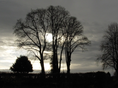 Der Baum auf dem Friedhof in Sillium