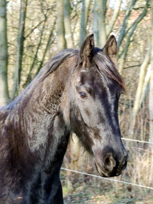 Portrait von Hoffmann