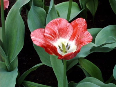 Offene Tulpe - und doch so schön
