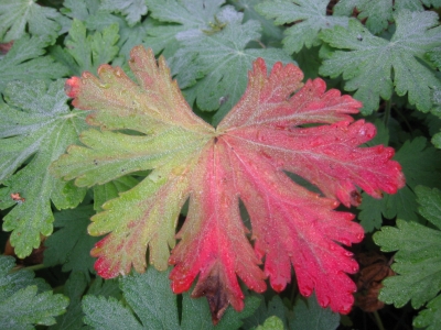 Geranium Herbstblatt