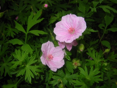 Geranium rosa geädert