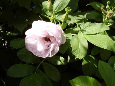 wilde Rose mit Insekten