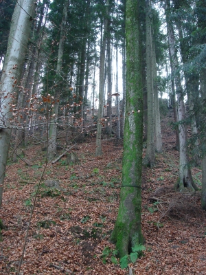 Seil im Wald