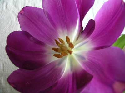 violette Tulpe . . .