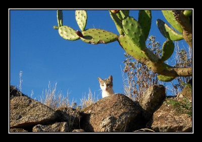 Hast du mein Whiskas ?